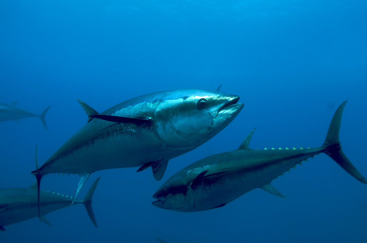 Atlantic Blue Fin Tuna ( Thunnus Thynnus )